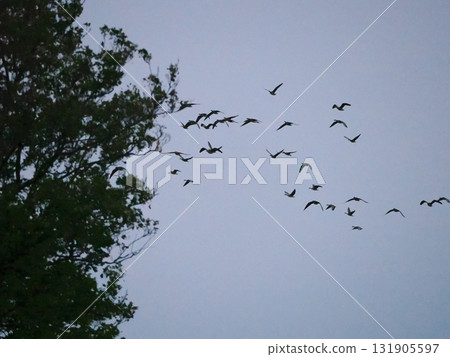 Silhouettes of white-fronted geese flying in the evening sky 131905597