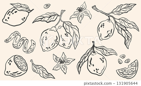 2803_lemon 131905644