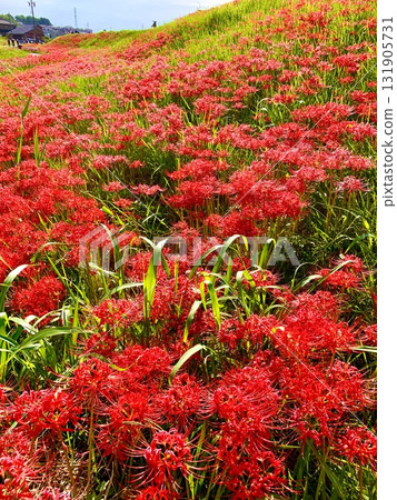 河岸盛開的紅花石蒜(愛知縣半田矢勝川河岸) 河岸盛開的紅花石蒜(愛知縣半田矢勝川河岸) 131905731