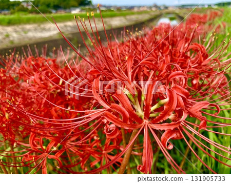 Red spider lilies blooming on the bank (close-up) (Yakachi River bank/Handa City, Aichi Prefecture) 131905733