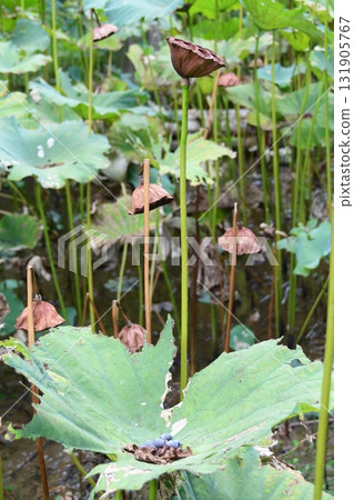 Healthy lotus seeds 131905767