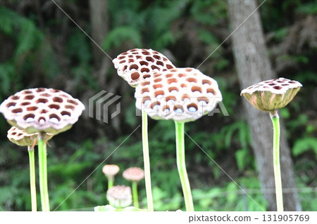Lotus seeds in the medaka pond 131905769