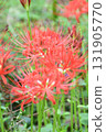 A cluster amaryllis A cluster amaryllis 131905770