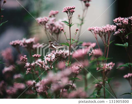 蝴蝶休息的羽毛 131905800