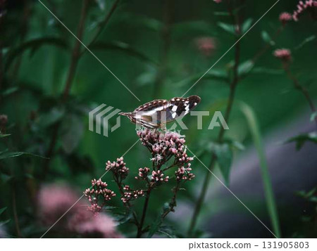 蝴蝶休息的羽毛 蝴蝶休息的羽毛 131905803