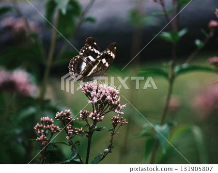 Butterfly resting feathers Butterfly resting feathers 131905807