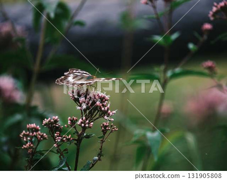 Butterfly resting feathers Butterfly resting feathers 131905808