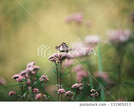 Butterfly resting feathers 131905813