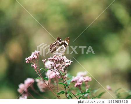 蝴蝶休息的羽毛 131905816