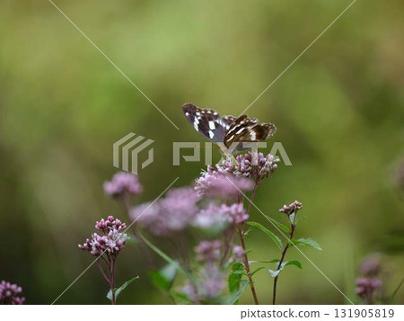 Butterfly resting feathers 131905819