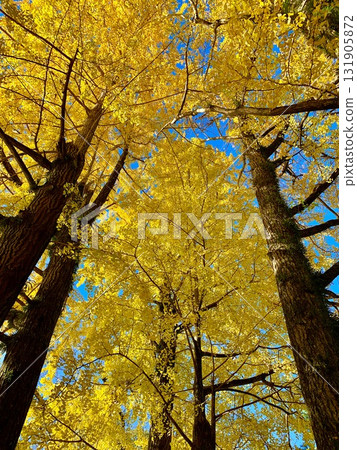 Looking up at the yellow leaves of a large ginkgo tree that stand out against the clear blue autumn sky (Okazaki Castle Park, Okazaki City, Aichi Prefecture) Looking up at the yellow leaves of a large ginkgo tree that stand out against the clear blue autumn sky (Okazaki Castle Park, Okazaki City, Aichi Prefecture) 131905872