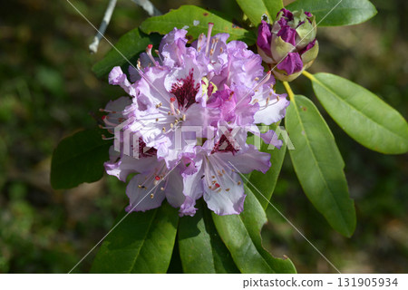 Rhododendron 131905934