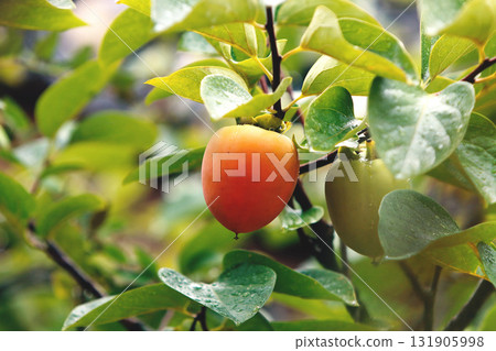 Ripe persimmons hanging on persimmon trees, bright red plums, an orchard landscape with abundant autumn fruits 131905998