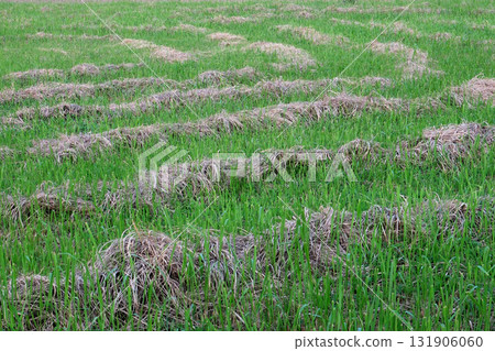草地 131906060
