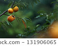 A view of an orchard in the rain, with ripe persimmons hanging in clusters from a rich autumn persimmon tree and delicious yellow persimmons. 131906065