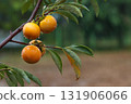 Ripe persimmons hanging on a persimmon tree, yellow sweet persimmons with raindrops, an orchard landscape with abundant autumn fruits 131906066