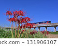 Cluster amaryllis and Kashima Rinkai Railway 8000 series diesel railcar 131906107