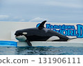 逆戟鯨 131906111