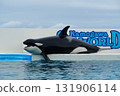 逆戟鯨 131906114