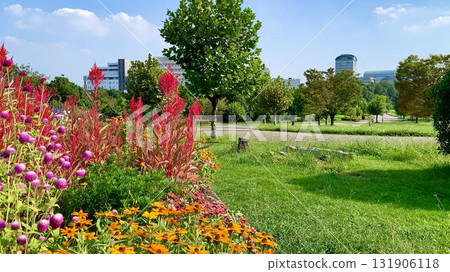 A flowerbed decorated with autumn flowers that stands out against the clear blue autumn sky and green grass (Aichi Health Forest Park, Obu City, Aichi Prefecture) A flowerbed decorated with autumn flowers that stands out against the clear blue autumn sky and green grass (Aichi Health Forest Park, Obu City, Aichi Prefecture) 131906118