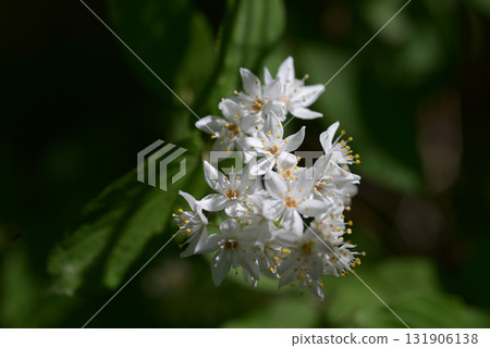 藍溲疏 藍溲疏 131906138
