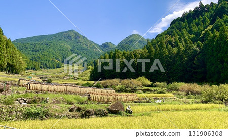 藍天下的鞍掛山腳梯田秋景（金色的稻田和曬乾的稻穗）（愛知縣新城市四穀千枚田） 131906308