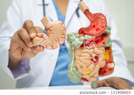 Digestive system with stomach and intestine, Asian doctor holding human anatomy model for study diagnosis and treatment in hospital. 131906603