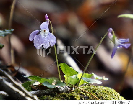 溪流旁盛開的紅色紫羅蘭 131906667