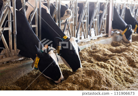 Cows feeding on hay in barn 131906673