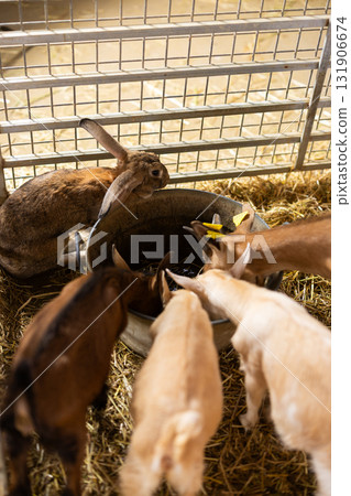 Goatlings and rabbit drinking in pen on farm Goatlings and rabbit drinking in pen on farm 131906674