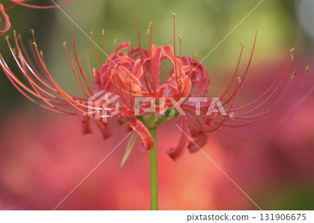 Vivid and beautiful red spider lilies, bokeh, close-up Vivid and beautiful red spider lilies, bokeh, close-up 131906675