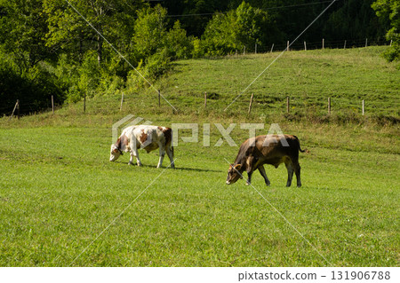 Group of Cows Grazing on Rural Pasture Surrounded by Forest Trees 131906788