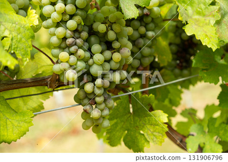Close-Up of Ripe Grape Clusters on the Vine Close-Up of Ripe Grape Clusters on the Vine 131906796