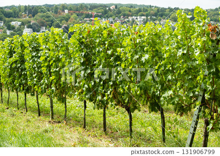 Vineyards in Austria in September, harvest, winery Vineyards in Austria in September, harvest, winery 131906799