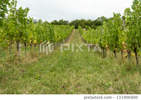 Beautiful European vineyard landscape with green vines, ripe grapes and rolling countryside hills 131906800