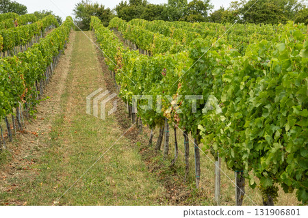 Beautiful European vineyard landscape with green vines, ripe grapes and rolling countryside hills 131906801