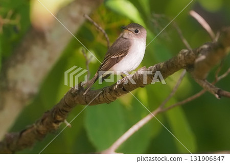 A Japanese flycatcher before its autumn migration 131906847