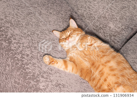 Ginger cat sleeping on beige sofa 131906934