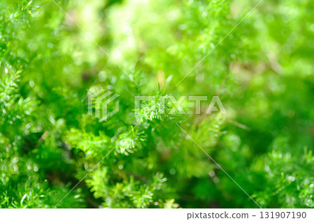 plant background or green background or Asparagus densiflorus , ASPARAGACEAE or Asparagus densiflorus Kunth Jessop or Asparagus fern or fern plant background or green background or Asparagus densiflorus , ASPARAGACEAE or Asparagus densiflorus Kunth Jessop or Asparagus fern or fern 131907190