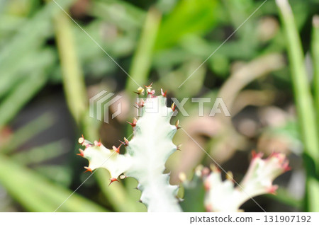 Euphorbia lactea white ghost or Euphorbia or Euphorbia mayurnathanii variegated ,Euphorbia lactea Euphorbia lactea white ghost or Euphorbia or Euphorbia mayurnathanii variegated ,Euphorbia lactea 131907192