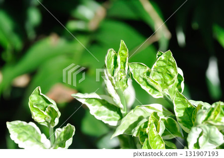 Euphorbia tithymaloides, Euphorbia tithymaloides L or Zigzag Plant or EUPHORBIACEAE Euphorbia tithymaloides, Euphorbia tithymaloides L or Zigzag Plant or EUPHORBIACEAE 131907193
