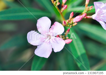 Nerium oleander, APOCYNACEAE or APOCYNOIDEAE or Nerium indicum Mill or Nerium odorum Aiton or Nerium oleander L or Oleander or Rose Bay or Sweet Oleander Nerium oleander, APOCYNACEAE or APOCYNOIDEAE or Nerium indicum Mill or Nerium odorum Aiton or Nerium oleander L or Oleander or Rose Bay or Sweet Oleander 131907195