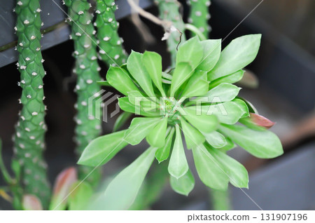 Monadenium, Euphorbia ritchiei or EUPHORBIACEAE Monadenium, Euphorbia ritchiei or EUPHORBIACEAE 131907196