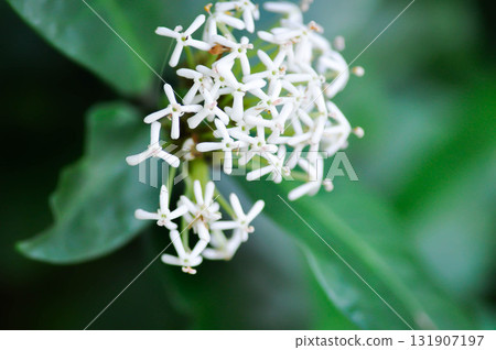 Ixora ebarbata Craib, Ixora finlaysoniana Wall ex G Don or Ixora lucida R Br ex Hook f or rubiaceae or Siamese White Ixora or ixora Ixora ebarbata Craib, Ixora finlaysoniana Wall ex G Don or Ixora lucida R Br ex Hook f or rubiaceae or Siamese White Ixora or ixora 131907197
