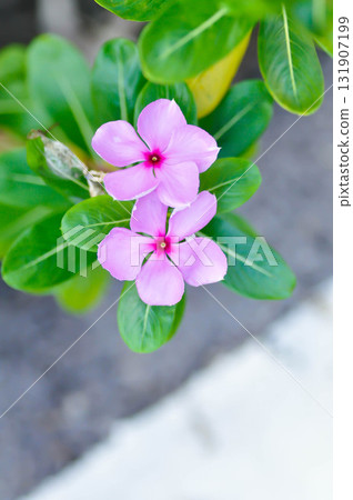 ludwigia adscendens , West Indian paeriwinkle or Catharanthus roseus or Vinca or Old maid or Madagasgar periwinkle ludwigia adscendens , West Indian paeriwinkle or Catharanthus roseus or Vinca or Old maid or Madagasgar periwinkle 131907199