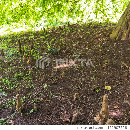 Pinales - Taxodium distichum in the arboretum Pinales - Taxodium distichum in the arboretum 131907228