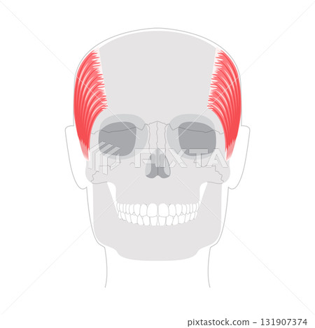 Temporalis - Human jaw muscle displayed in detailed anatomy chart, controls elevation and retraction of the mandible, Temporalis - Human jaw muscle displayed in detailed anatomy chart, controls elevation and retraction of the mandible, 131907374