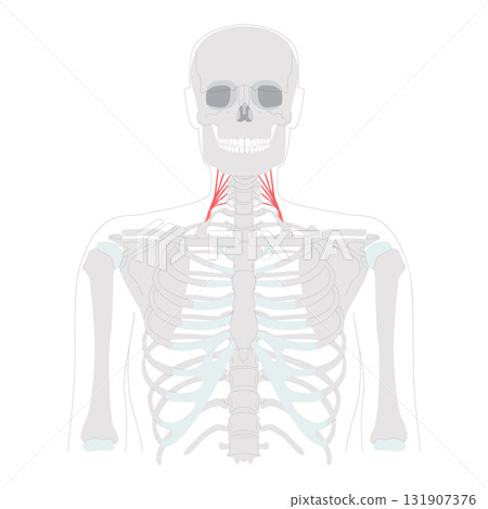 Middle scalene - Lateral cervical muscle illustrated in anatomy chart, raises the first rib and assists neck lateral 131907376