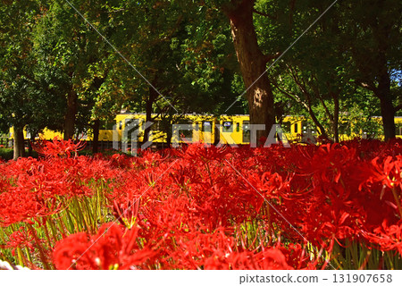 A collaboration between red spider lilies and trains 131907658