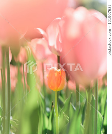 Tulip Tulip 131907682